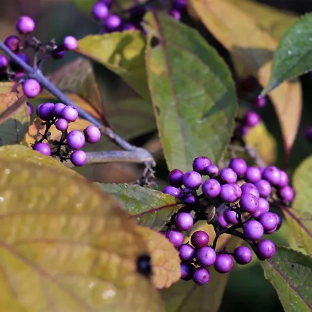 Appartamento Stellina *