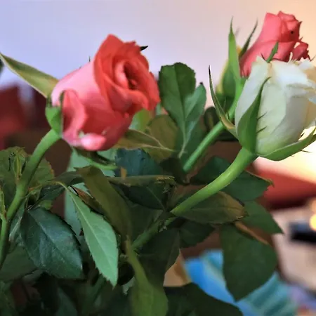 Stellina アパート アイトルフ