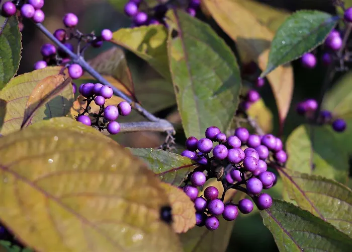 Appartement Stellina *